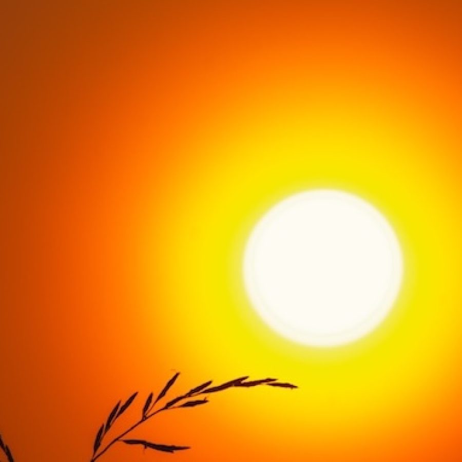 Symbolbild für Sommerhitze: ein Zweig einer Pflanze ist im Vordergrund zu sehen - im Hintergrund die glühend-gelbe Sonne