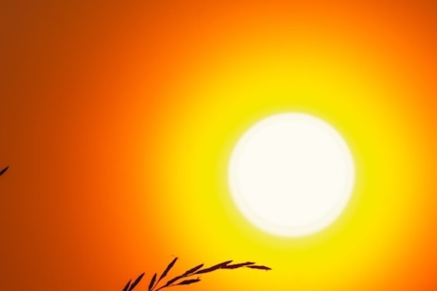 Symbolbild für Sommerhitze: ein Zweig einer Pflanze ist im Vordergrund zu sehen - im Hintergrund die glühend-gelbe Sonne