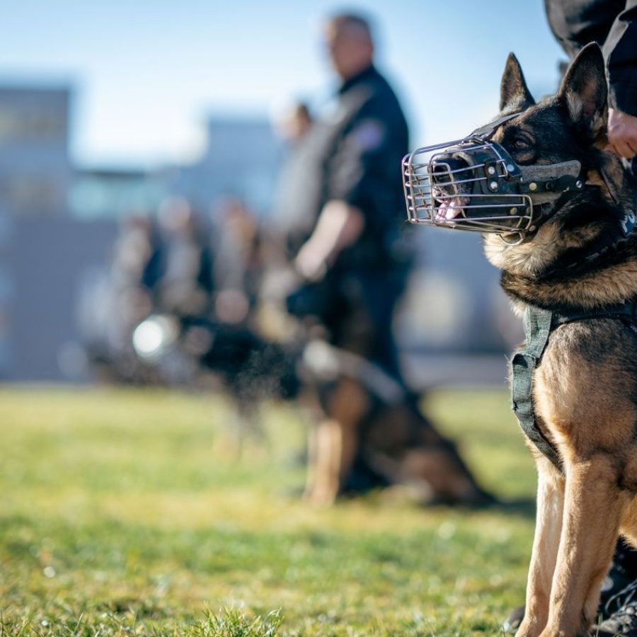 Sprengstoffspürhund der Polizei mit Maulkorb während des Trainings auf einem Hunde-Übungsplatz