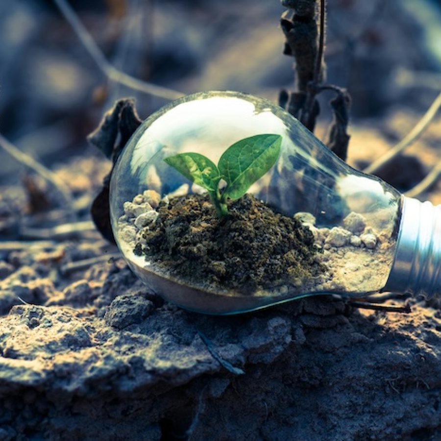 Symbolbild: Transparente Glühbirne mit inliegender Pflanze liegt in der freien Natur auf der Erde.